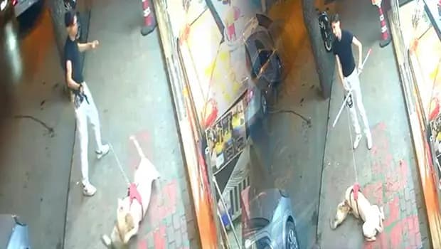 İstanbul'da doberman dehşeti: Mahallelinin beslediği 'Bambi'ye saldırıp öldürdü
