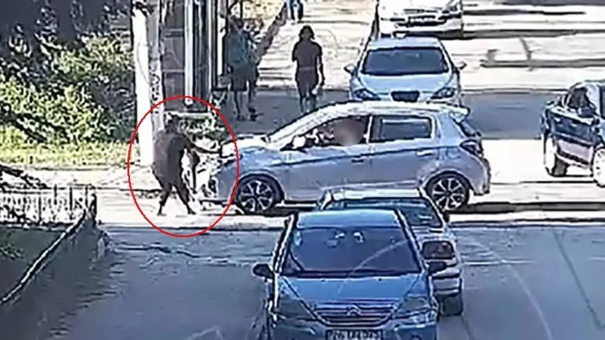 Mavi'nin hayatını kaybettiği kazanın görüntüleri ortaya çıktı!
