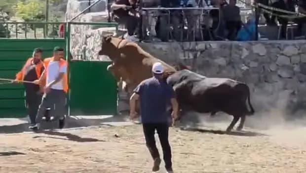 Artvin'de boğa güreşinde nefes kesen anlar: 600 kiloluk boğa 1,5 metrelik kapıdan uçtu!