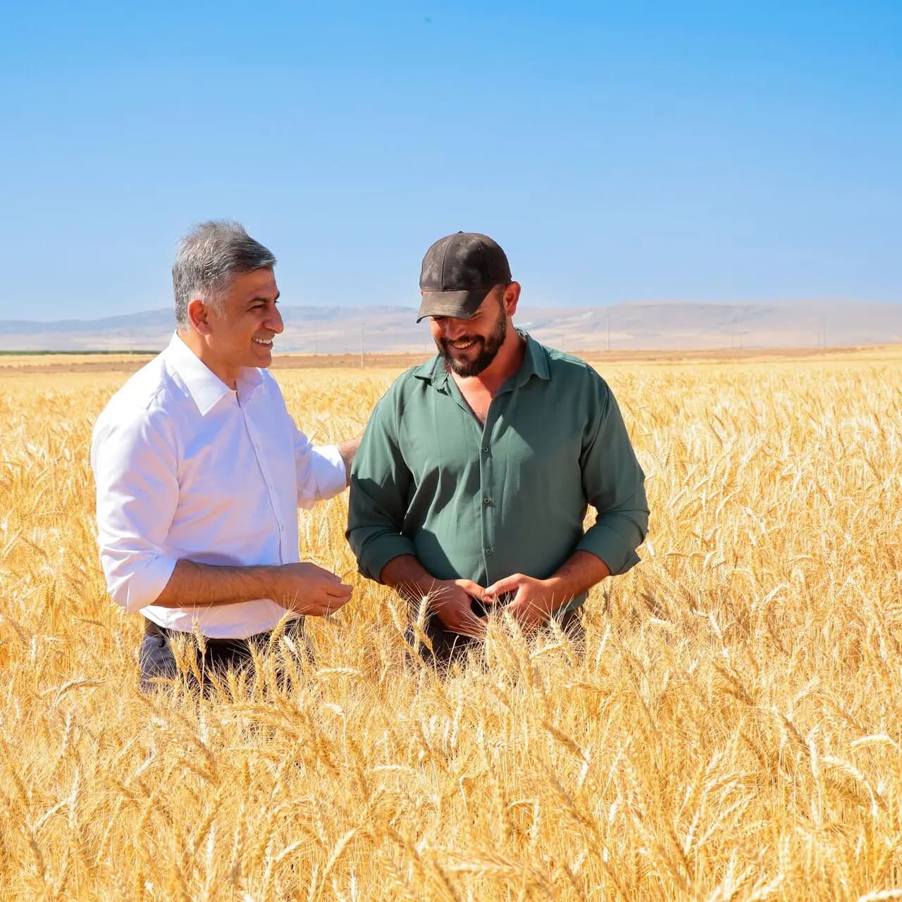 ETİ, kanatlı buğdayının ilk tohumluk hasadını gerçekleştirdi