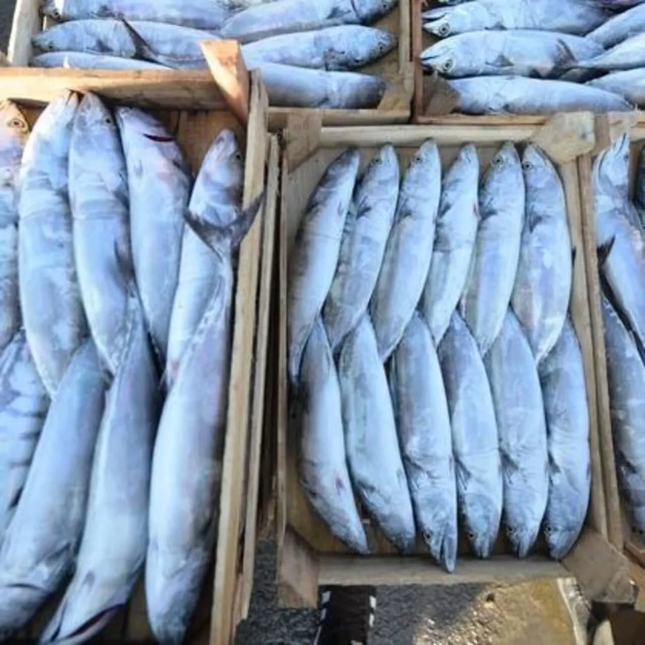 Karadeniz'de palamut bolluğu